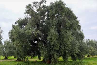 La "Pianta Madre": quell'ulivo millenario che ha dato origine alla pregiata Coratina